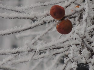 Winter mit Beeren